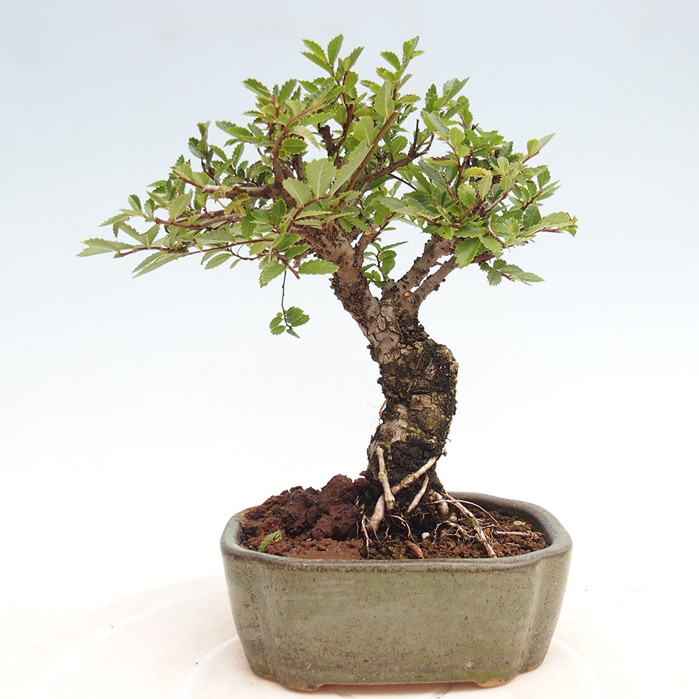 Venkovní bonsai - Zelkova - Zelkova NIRE