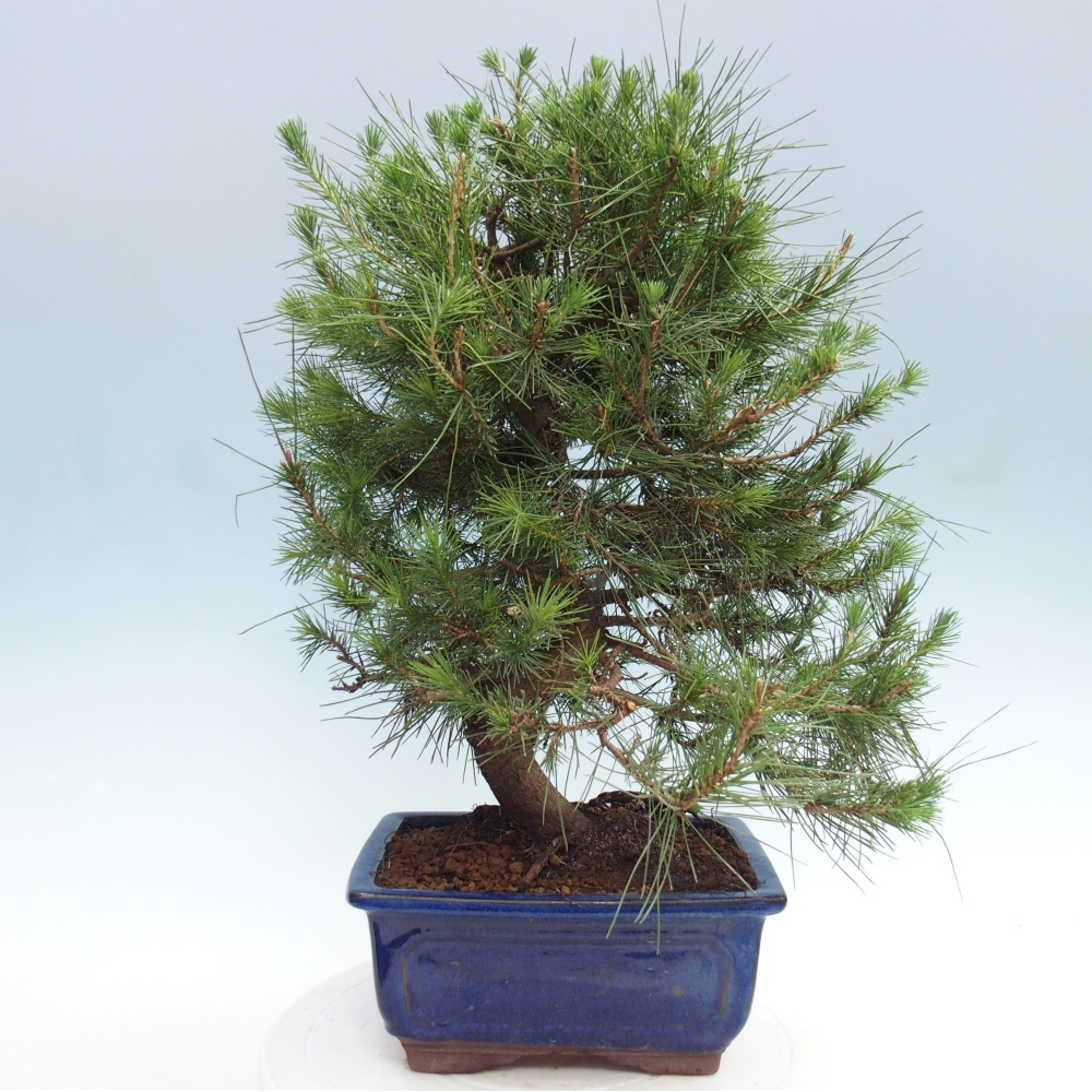 Pokojová bonsai-Pinus halepensis-Borovice alepská