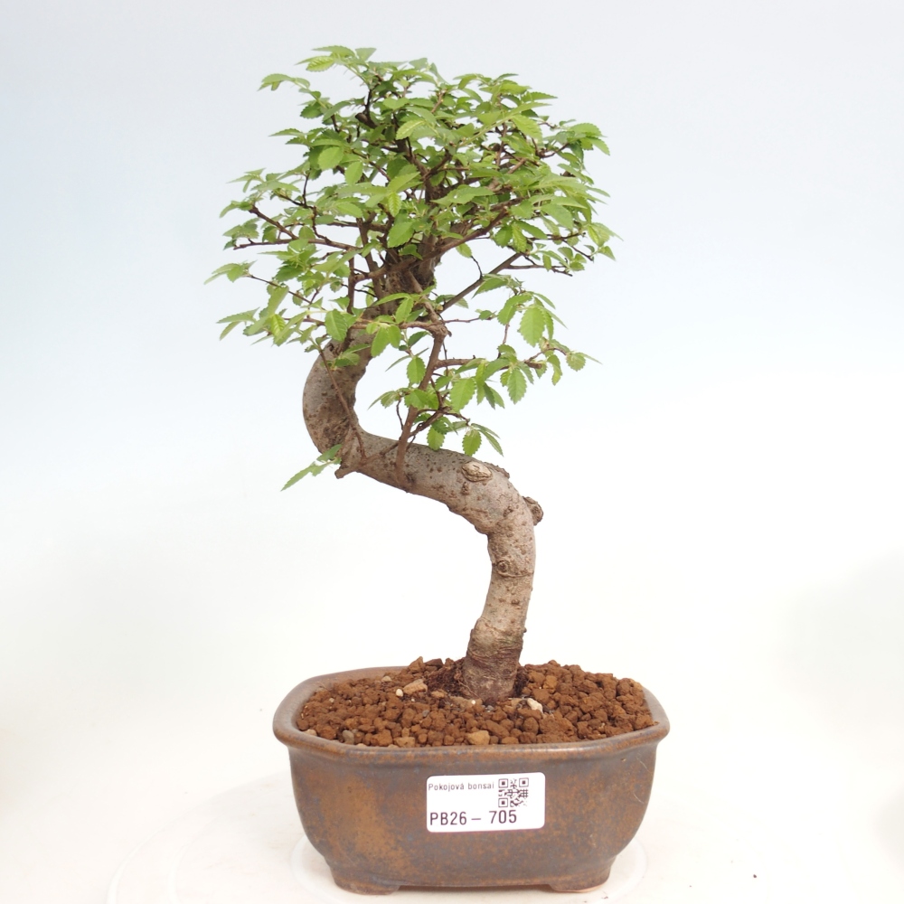 Pokojová bonsai - Ulmus parvifolia - Malolistý jilm