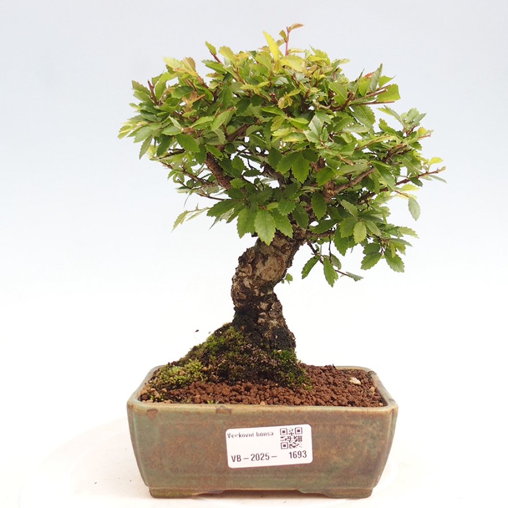 Venkovní bonsai - Zelkova - Zelkova NIRE