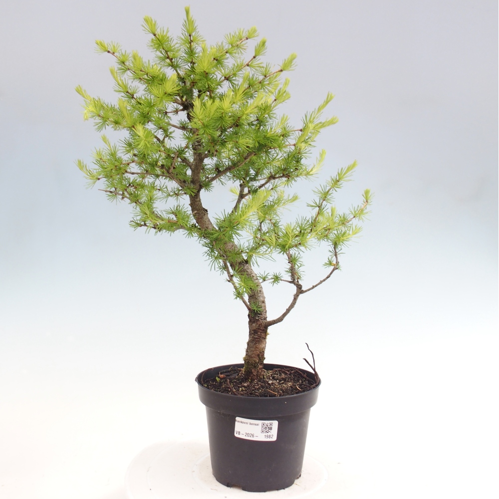 Venkovní bonsai -Larix decidua - Modřín opadavý 