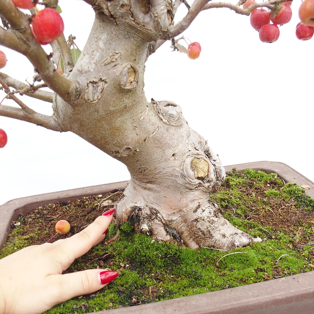 Venkovní bonsai -Malus halliana - Maloplodá jabloň