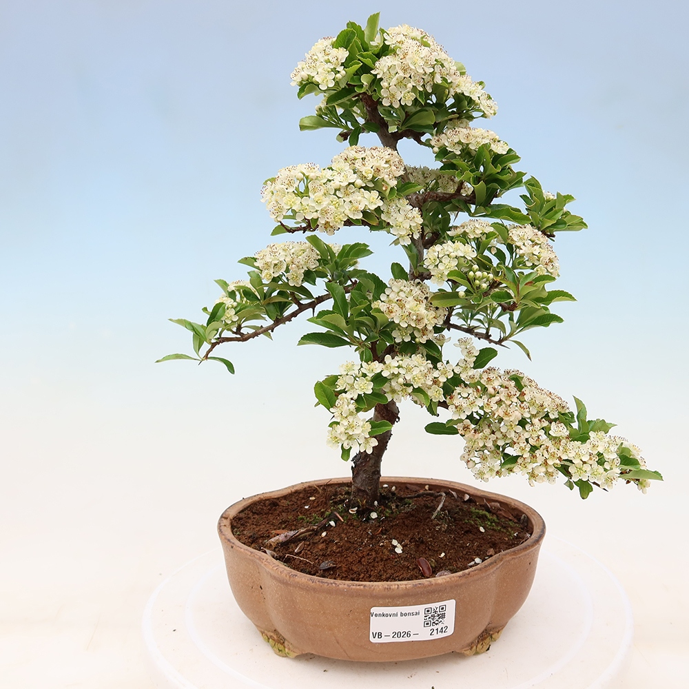 Venkovní bonsai - Pyracantha teton - Hlohyně šarlatová