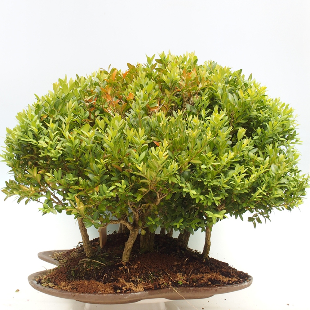 Venkovní bonsai - Buxus sempervirens - zimostráz
