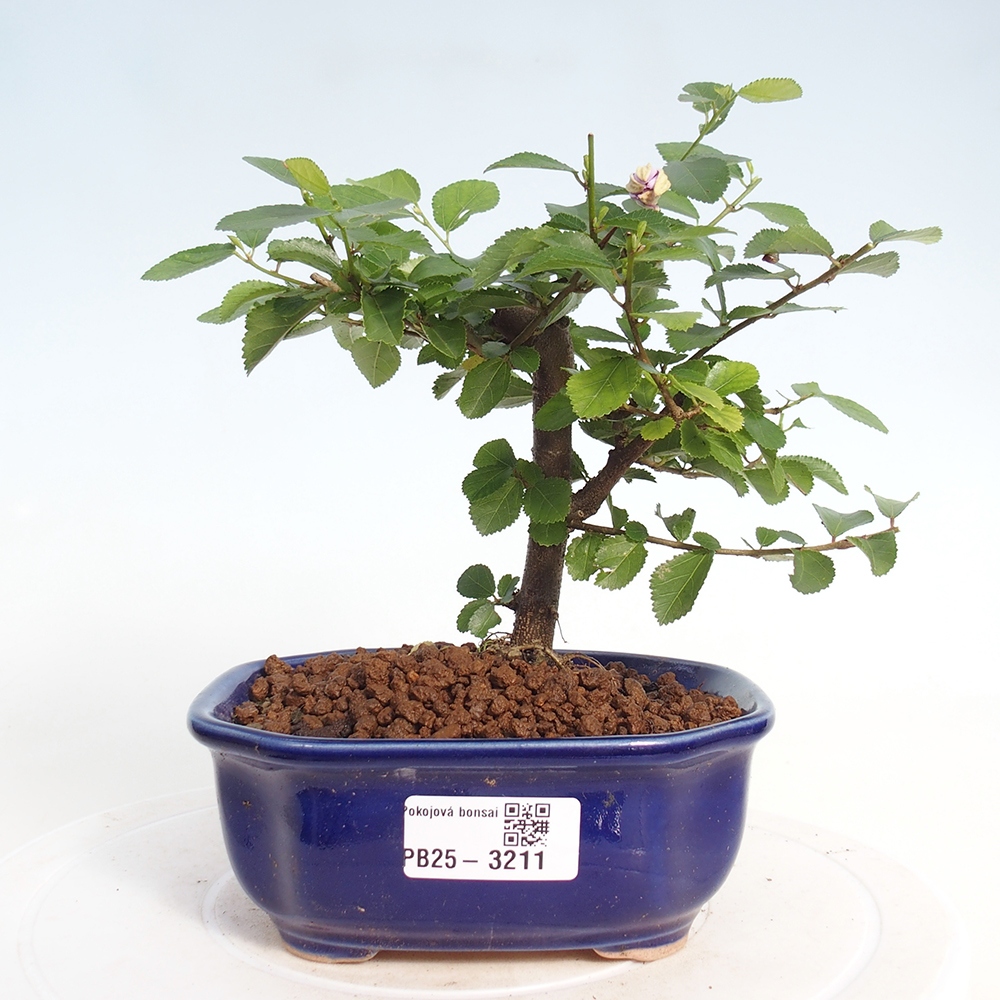 Pokojová bonsai - Grewia occidentalis - Hvězdice levandulová