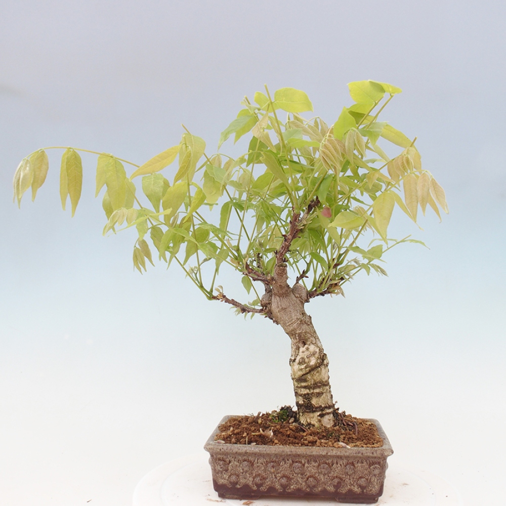 Venkovní bonsai - Vistarie květnatá - Wisteria floribunda
