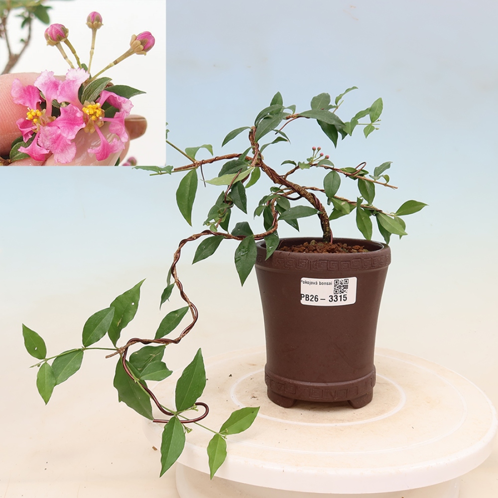 Pokojová bonsai - Malpígie barbadoská třešeň - Malpighia glabra 