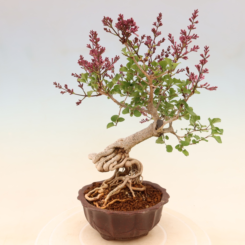Venkovní  bonsai -  Syringa microphylla - malokvětý šeřík