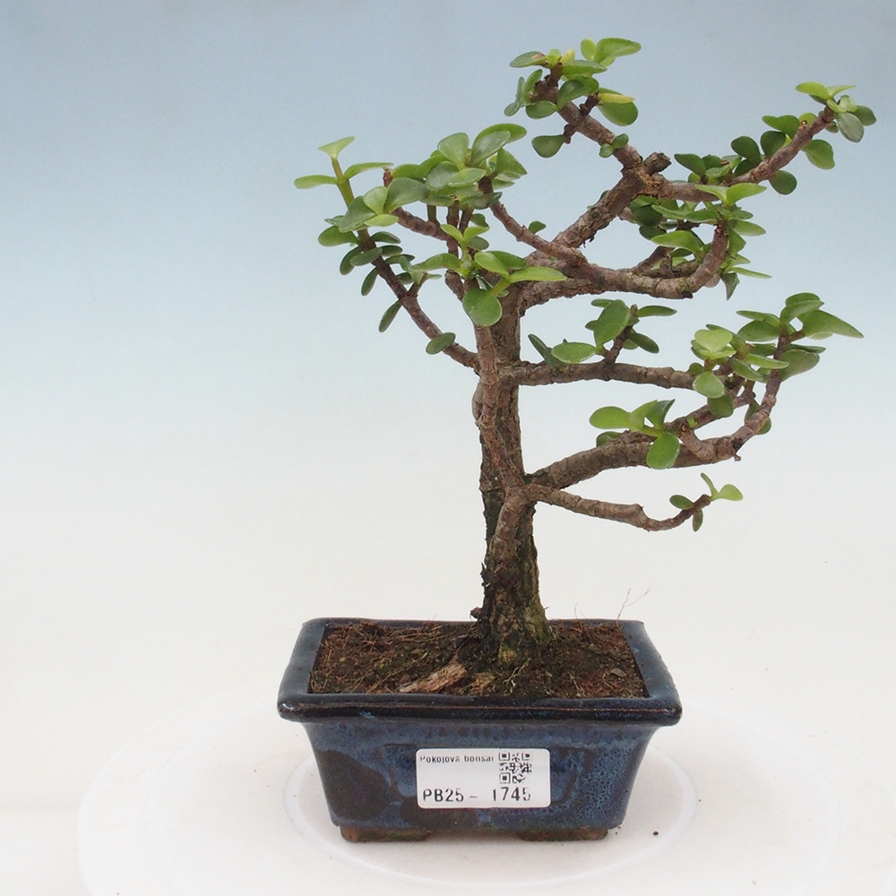 Pokojová bonsai - Portulakaria Afra - Tlustice