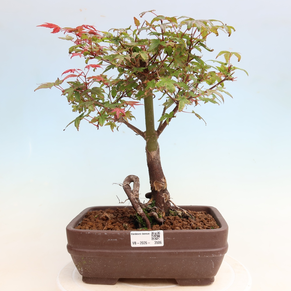 Venkovní bonsai - Javor dlanitolistý - Acer palmatum DESHOJO