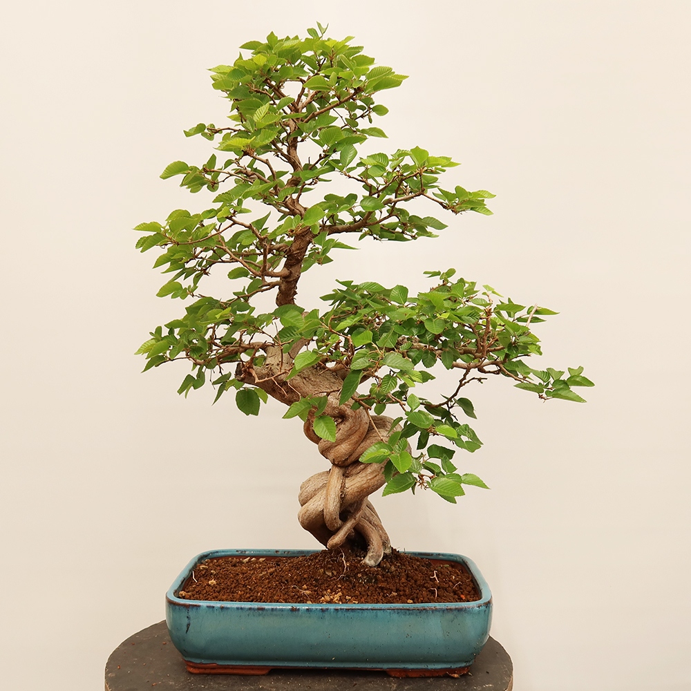 Venkovní bonsai -Carpinus Coreana - Habr korejský