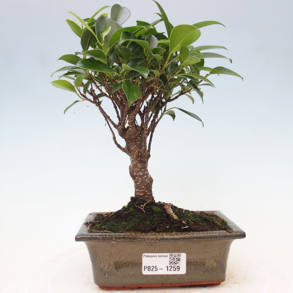Pokojová bonsai - Ficus retusa -  malolistý fíkus