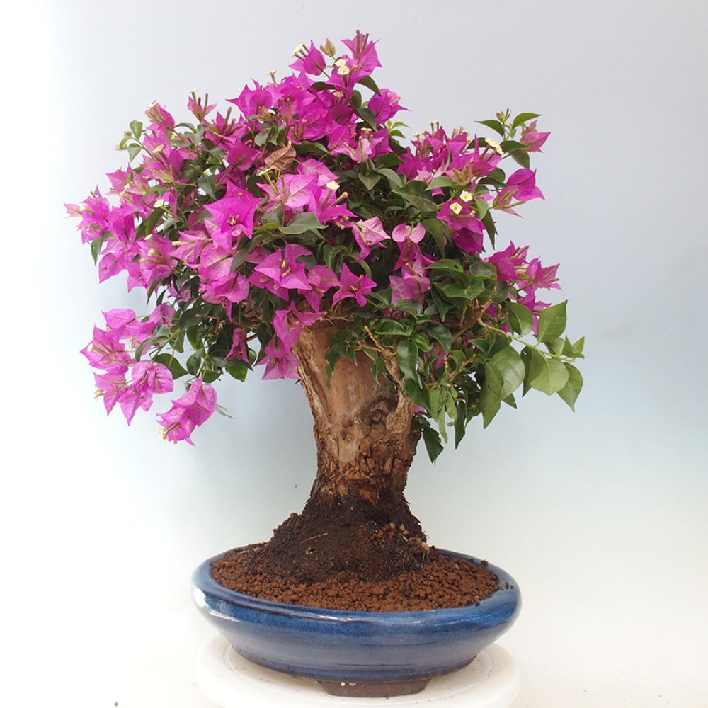 Pokojová bonsai - Bouganwilea