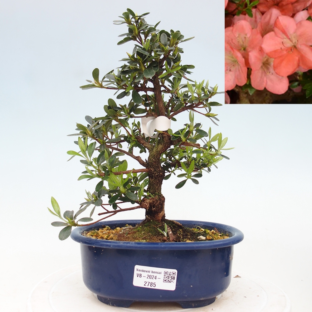 Venkovní bonsai - Japonská azalka - Azalea Asazakura