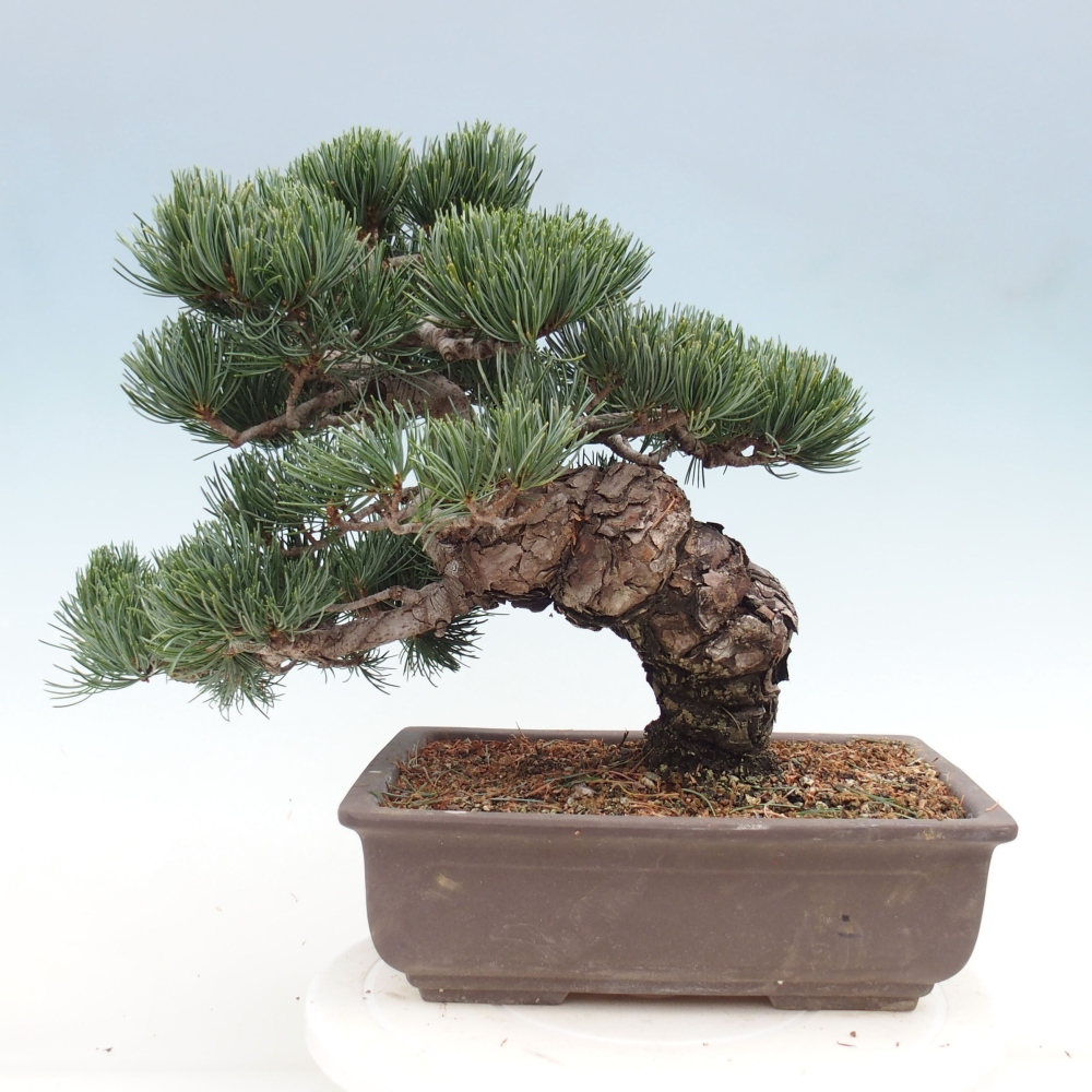 Venkovní bonsai - Pinus parviflora - Borovice drobnokvětá