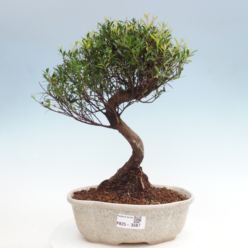 Pokojová bonsai - Syzygium - Pimentovník
