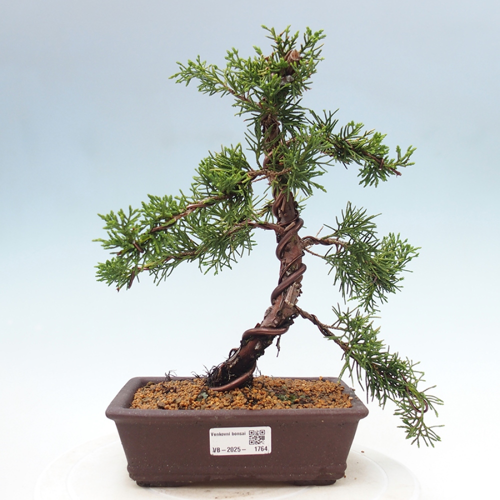 Venkovní bonsai - Juniperus chinensis Kishu -Jalovec čínský