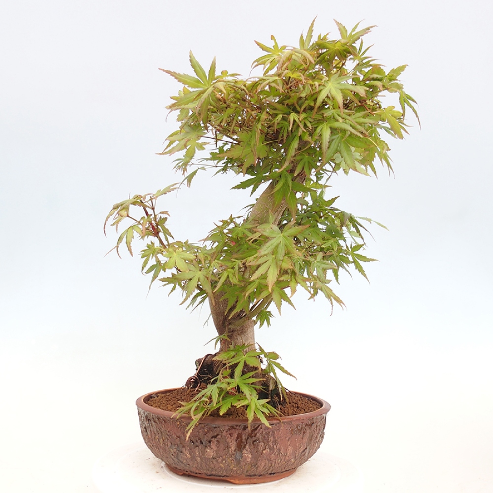 Venkovní bonsai - Acer palmatum  - Javor dlanitolistý