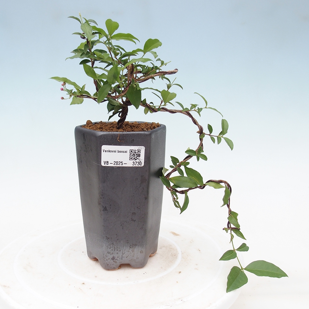 Pokojová bonsai - Malpighia coccigera- Barbdorská třešeň