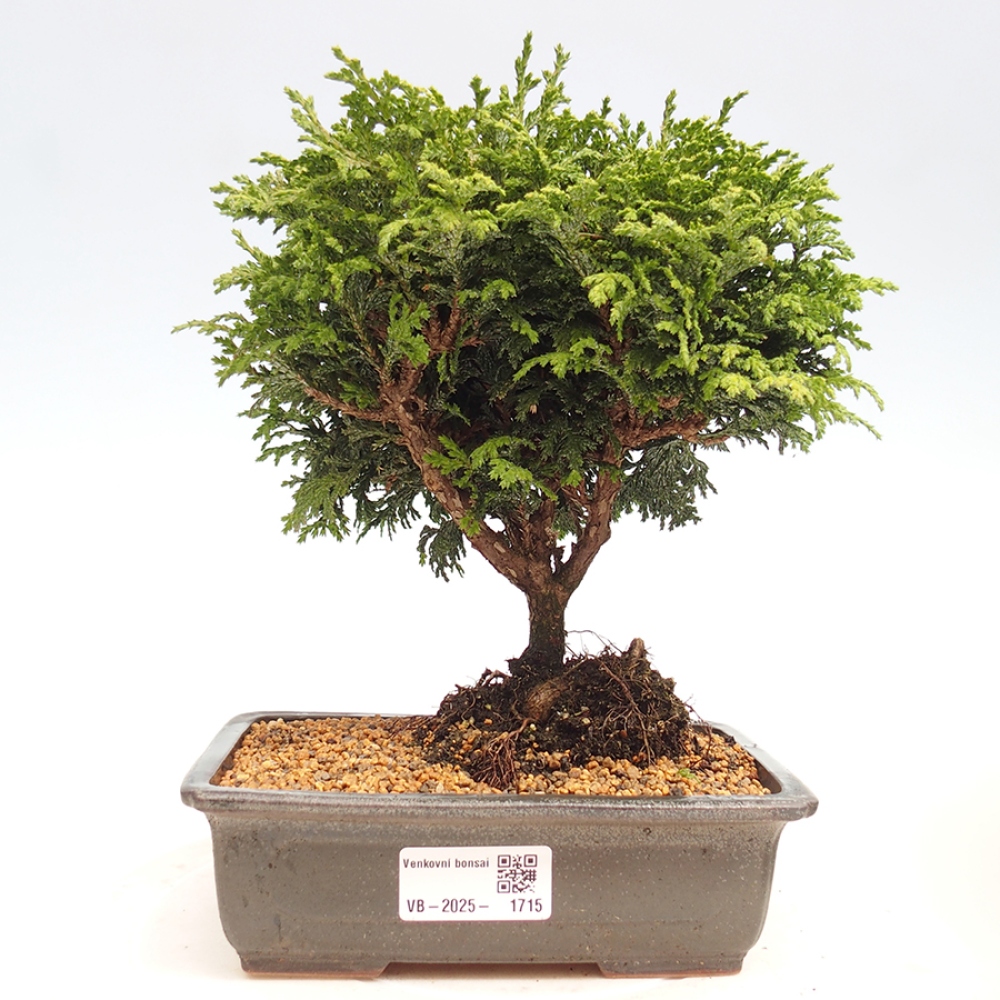 Venkovní bonsai - Cham.pis Parslori - Cypřišek