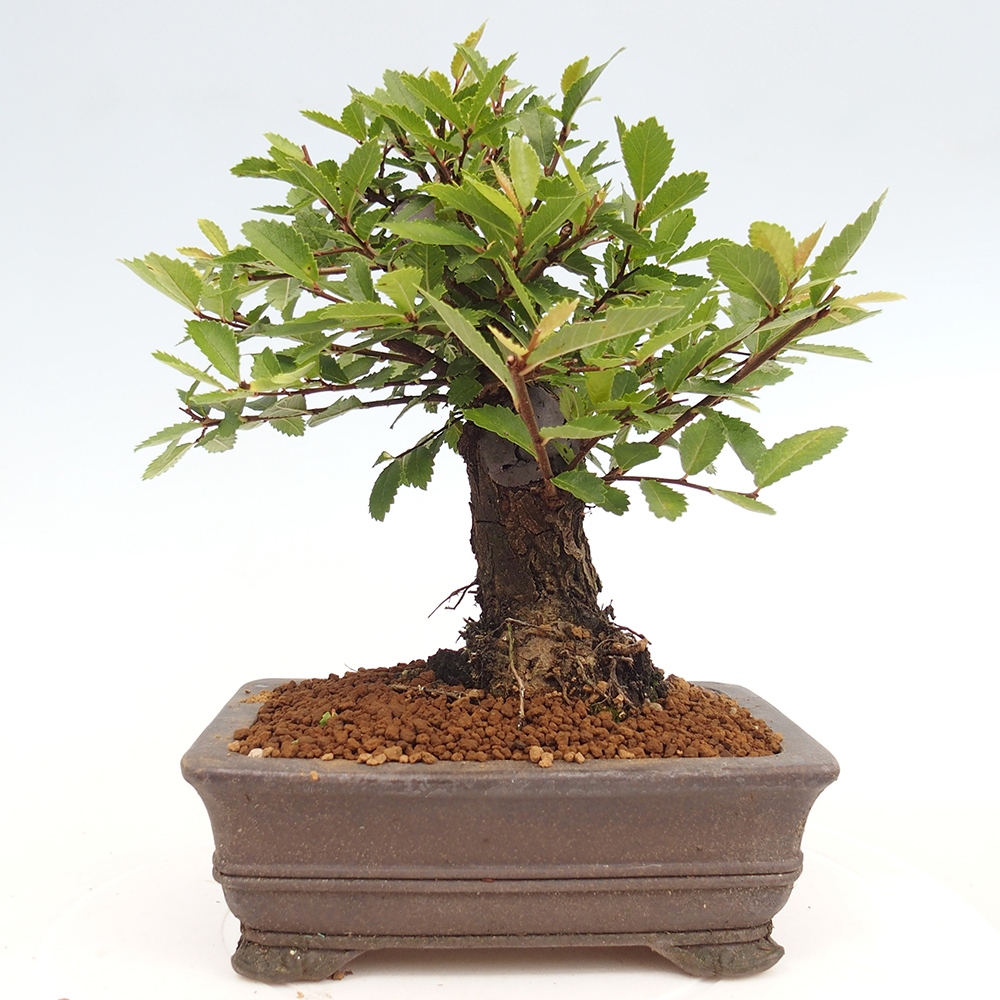 Venkovní bonsai - Zelkova - Zelkova NIRE