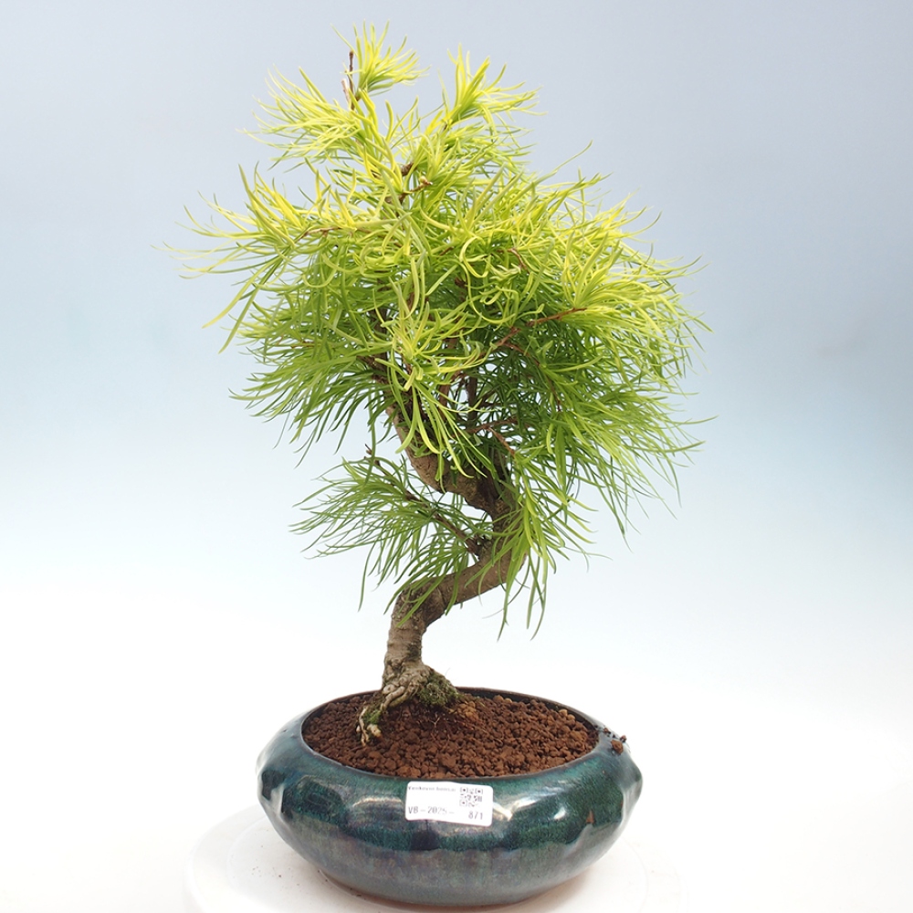 Venkovní bonsai - Pamodřín - Pseudolarix amabis