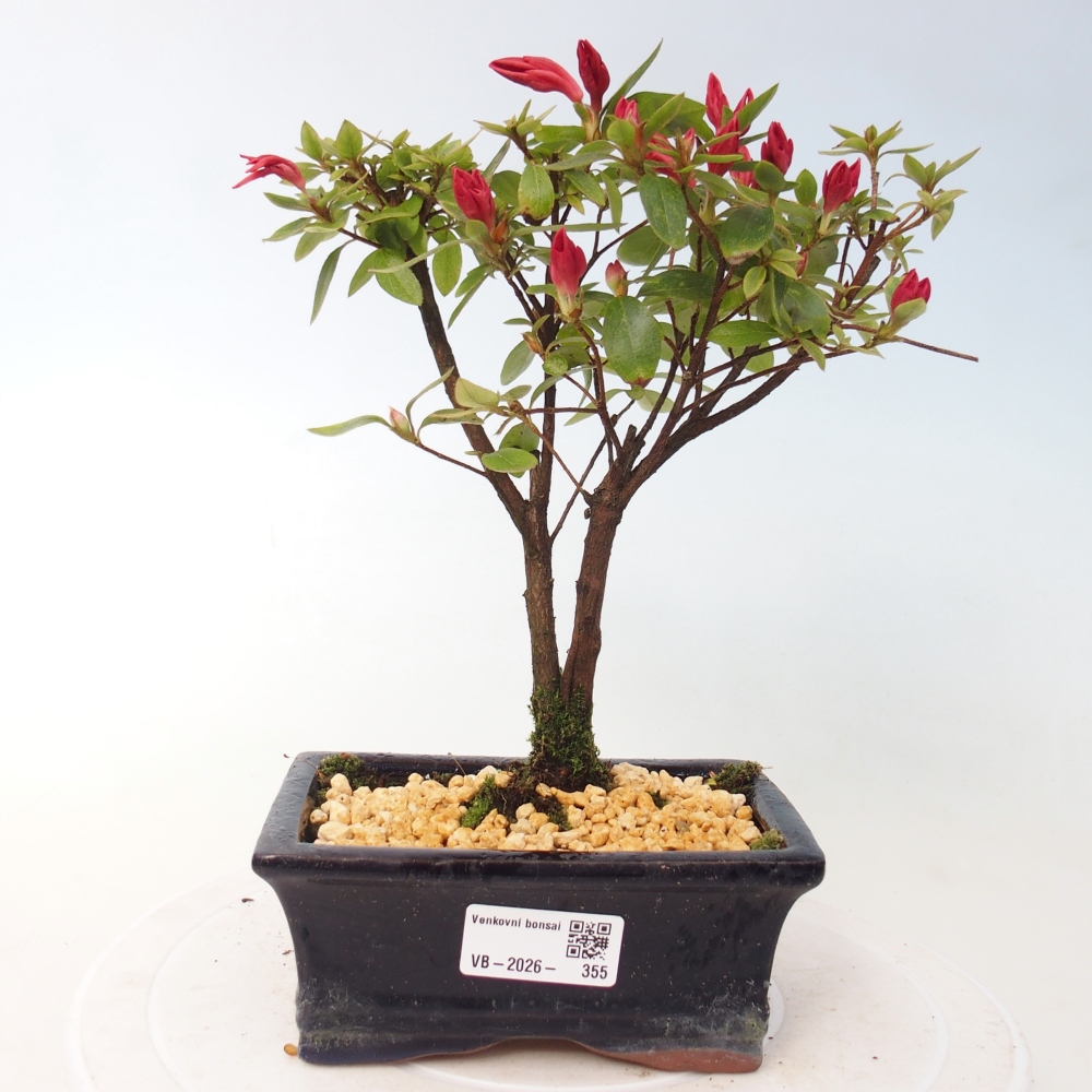 Venkovní bonsai - Japonská azalka - Azalea sp.