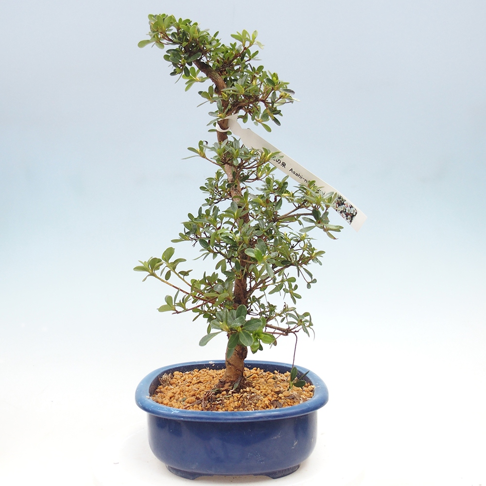 Venkovní bonsai - Japonská azalka - Azalea Asahi-no-izumi