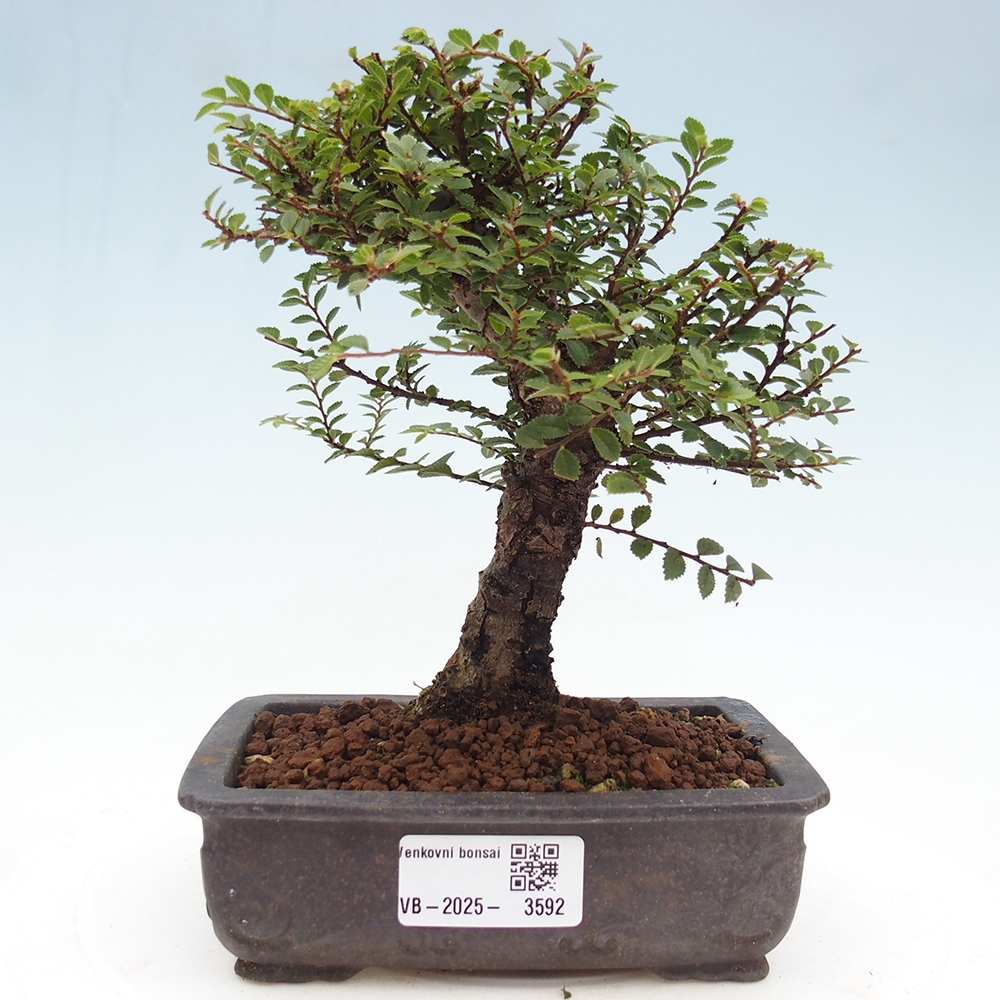 Venkovní bonsai - Ulmus parvifolia Hokkaido - jilm Čínský