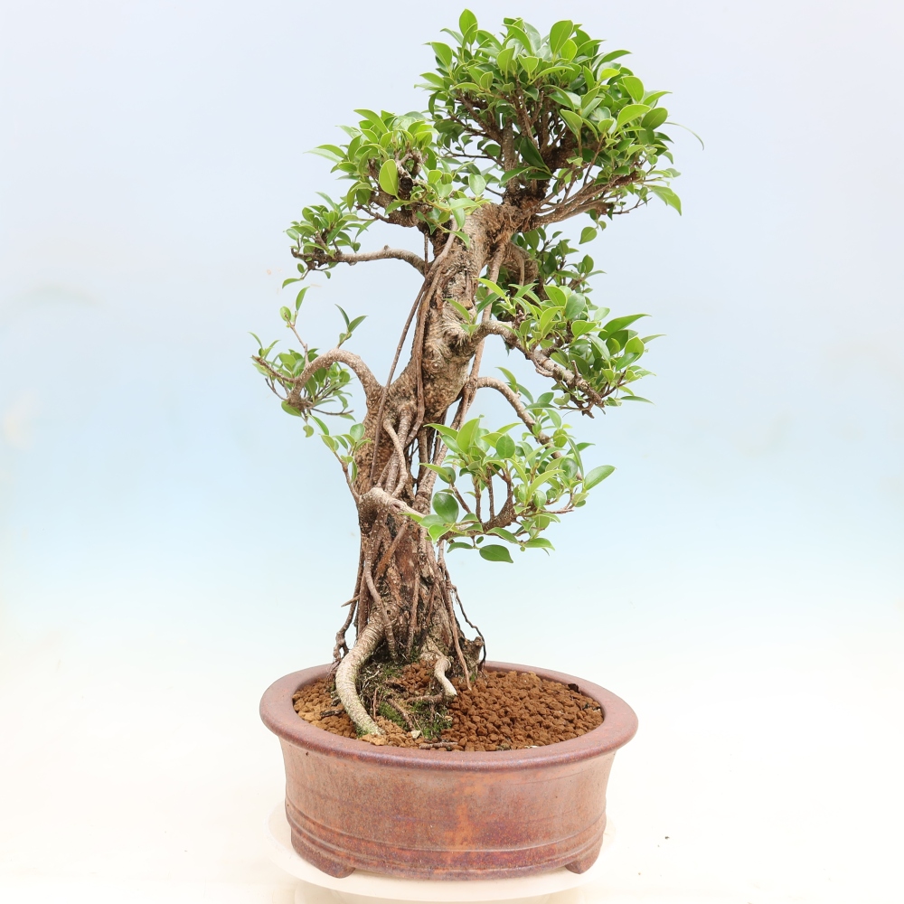 Pokojová bonsai - Ficus kimmen -  malolistý fíkus