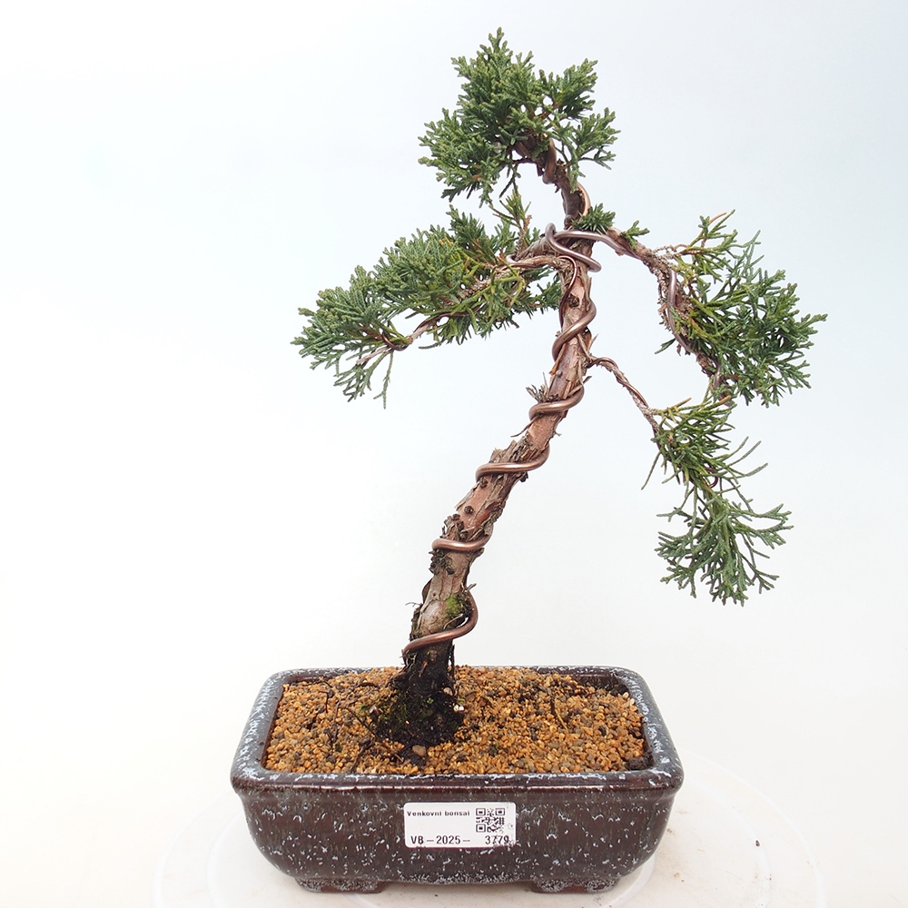 Venkovní bonsai - Juniperus chinensis Kishu -Jalovec čínský