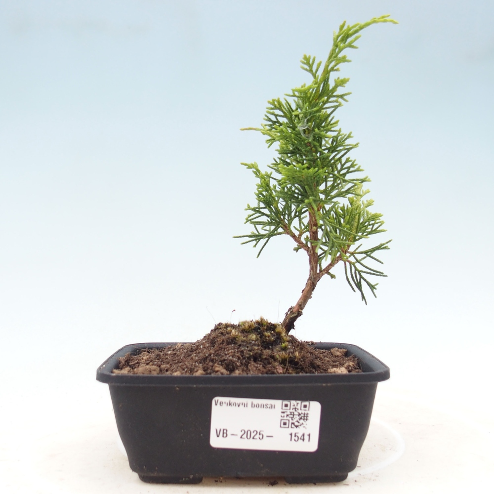 Venkovní bonsai - Juniperus chinensis Itoigawa -Jalovec čínský