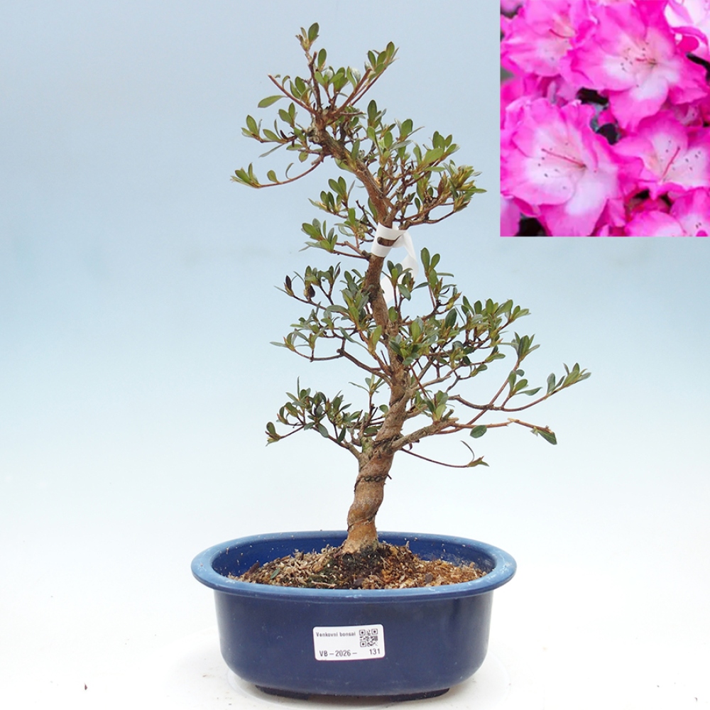 Venkovní bonsai - Japonská azalka - Azalea Mio