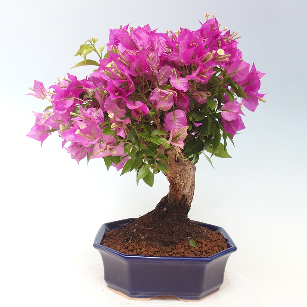Pokojová bonsai - Bouganwilea