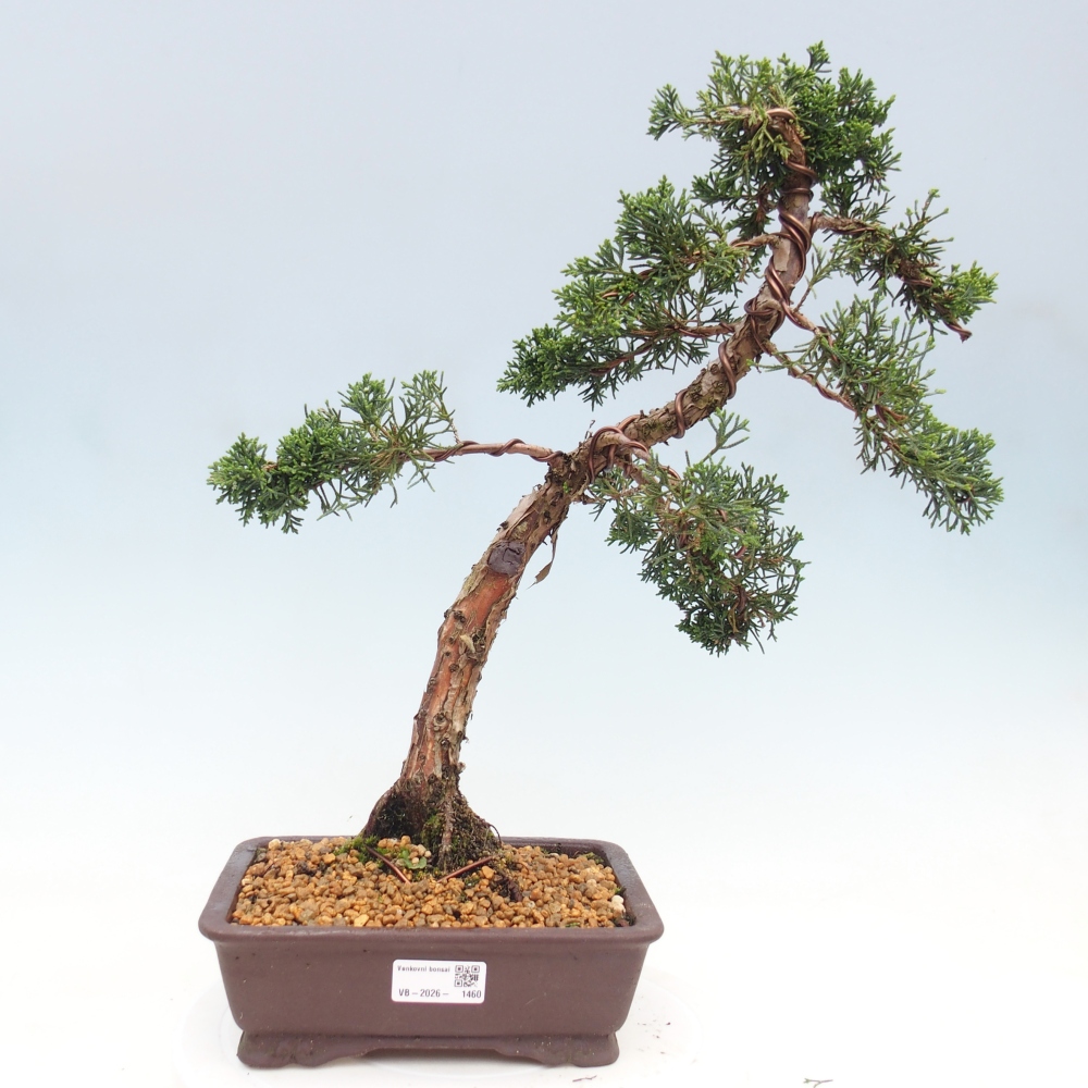 Venkovní bonsai - Juniperus chinensis Kishu -Jalovec čínský