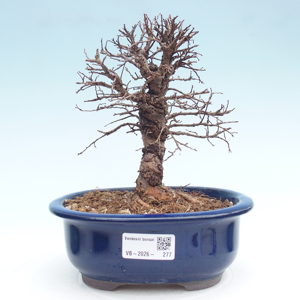 Venkovní bonsai - Zelkova - Zelkova NIRE