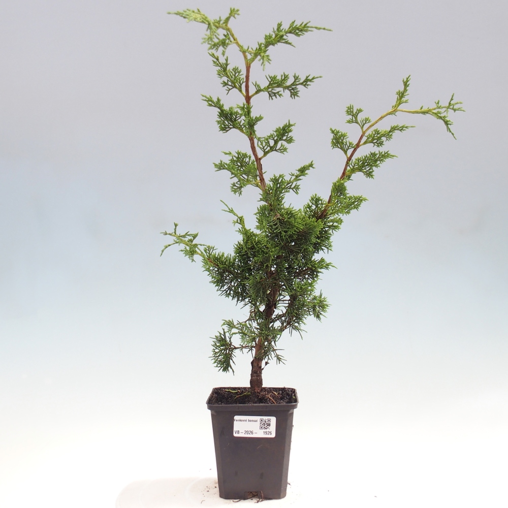 Venkovní bonsai - Juniperus chinensis Itoigawa -Jalovec čínský