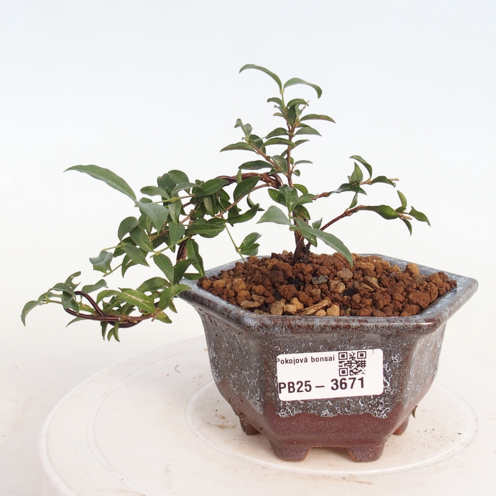 Pokojová bonsai - Malpighia coccigera- Barbdorská třešeň