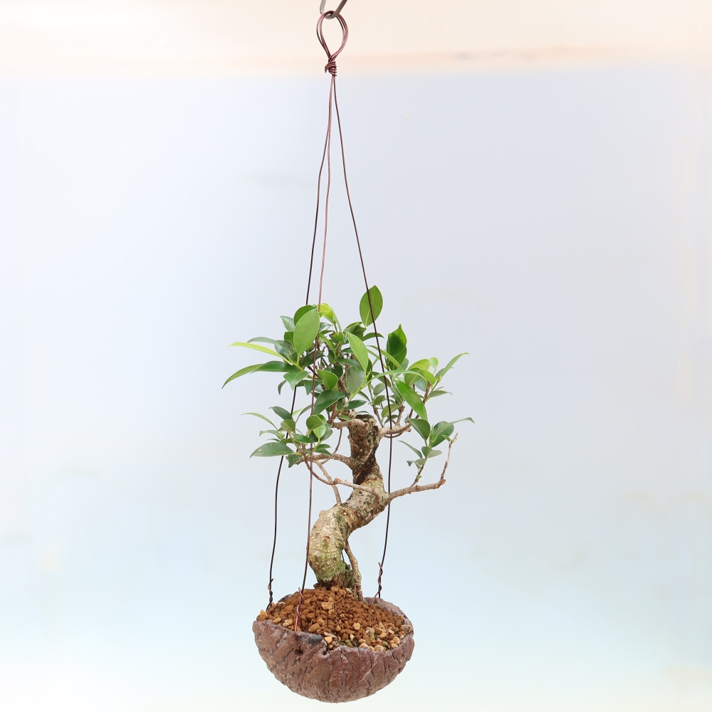 Kokedama v keramice - malolistý ficus - Ficus kimmen