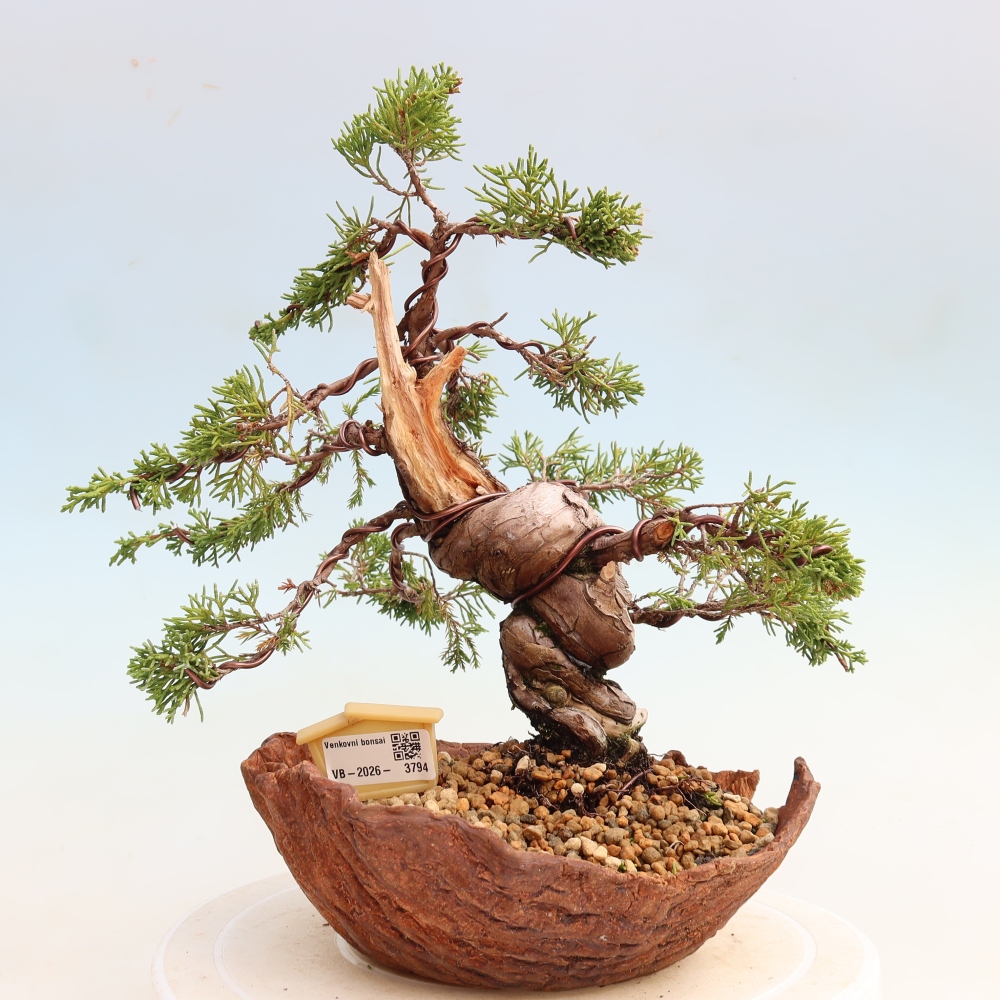 Venkovní bonsai - Juniperus chinensis Itoigawa-Jalovec čínský