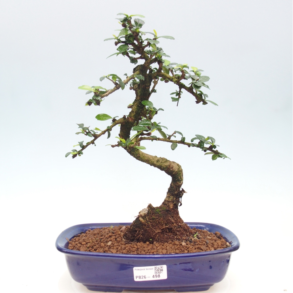 Pokojová bonsai - Carmona macrophylla - Čaj fuki