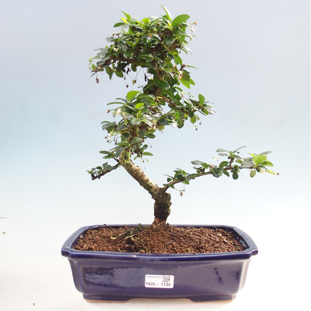 Pokojová bonsai - Carmona macrophylla - Čaj fuki