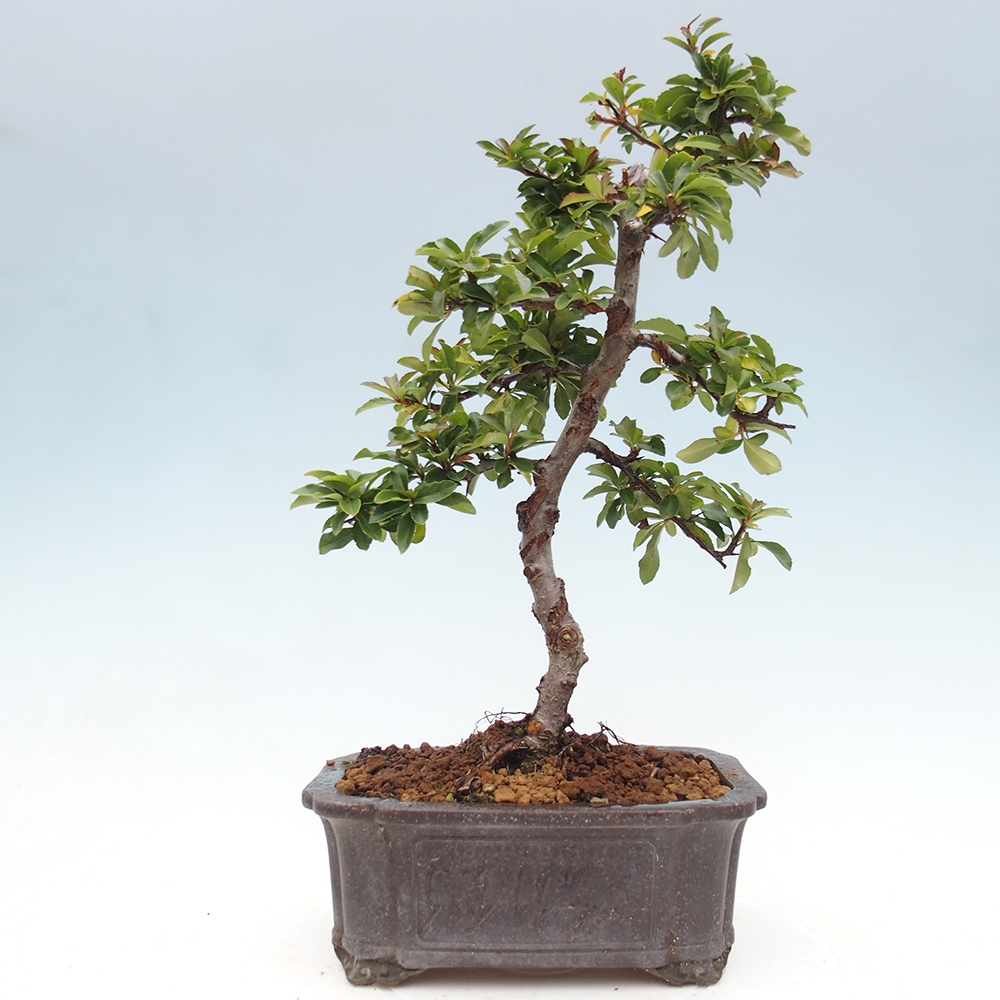 Venkovní bonsai-Pyracanta Teton -Hlohyně