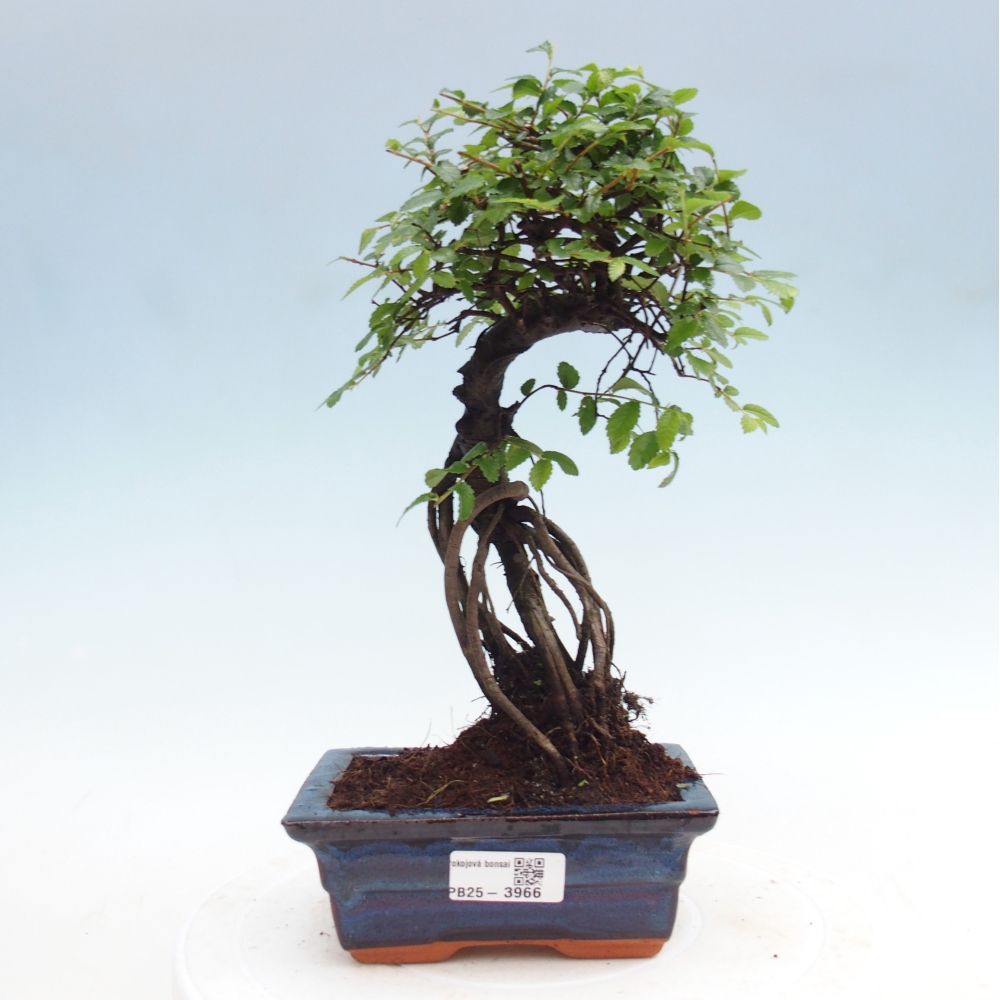 Pokojová bonsai - Ulmus parvifolia - Malolistý jilm