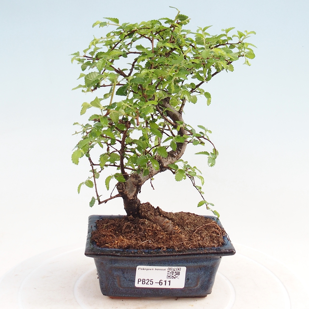 Pokojová bonsai - Ulmus parvifolia - Malolistý jilm