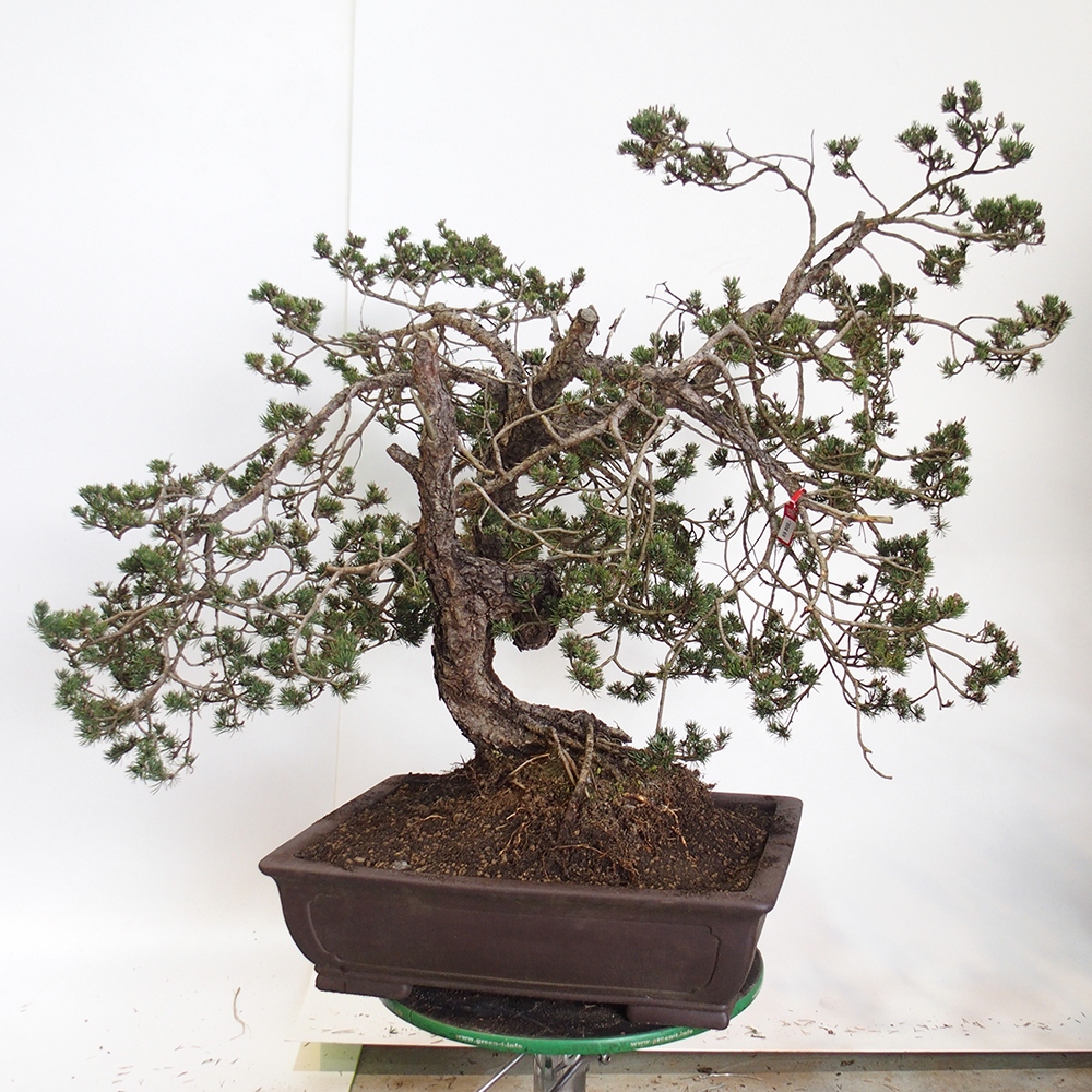 Yamadori - Pinus sylvestris - Borovice lesní - Španělsko