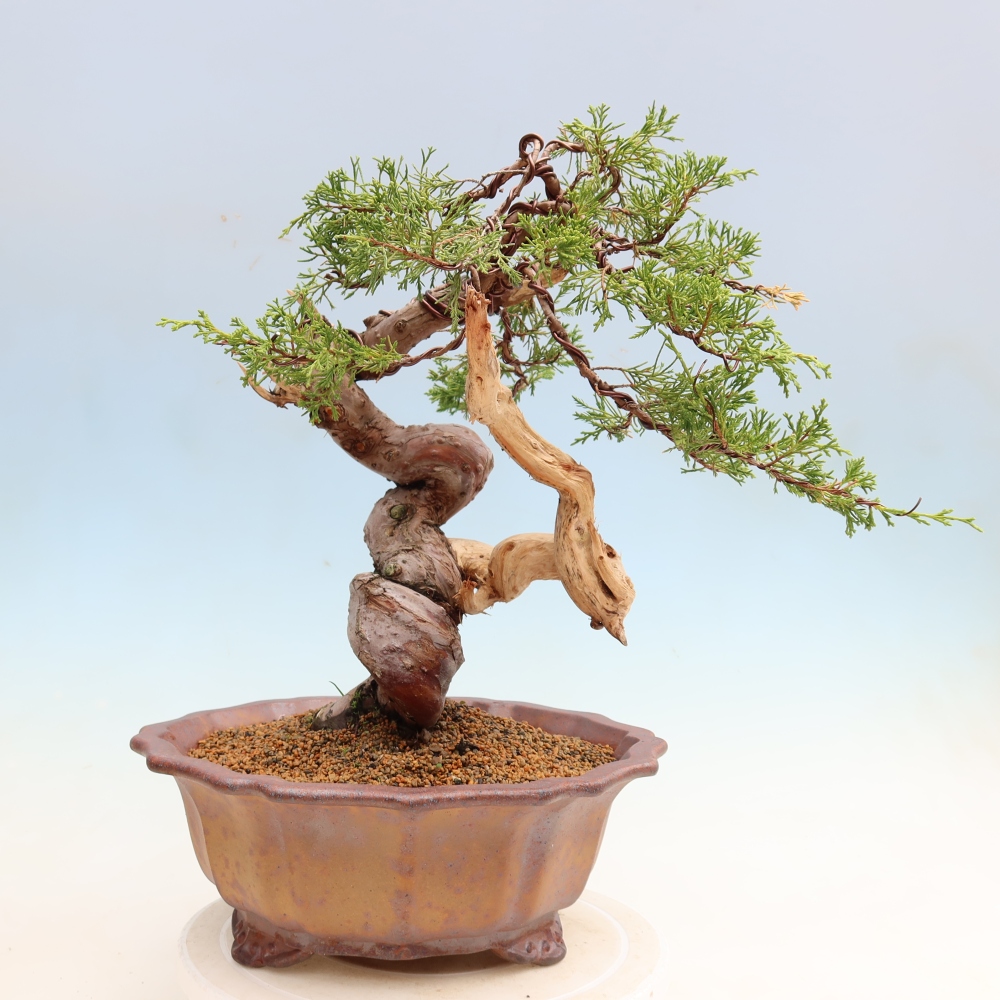 Venkovní bonsai - Juniperus chinensis Itoigawa-Jalovec čínský
