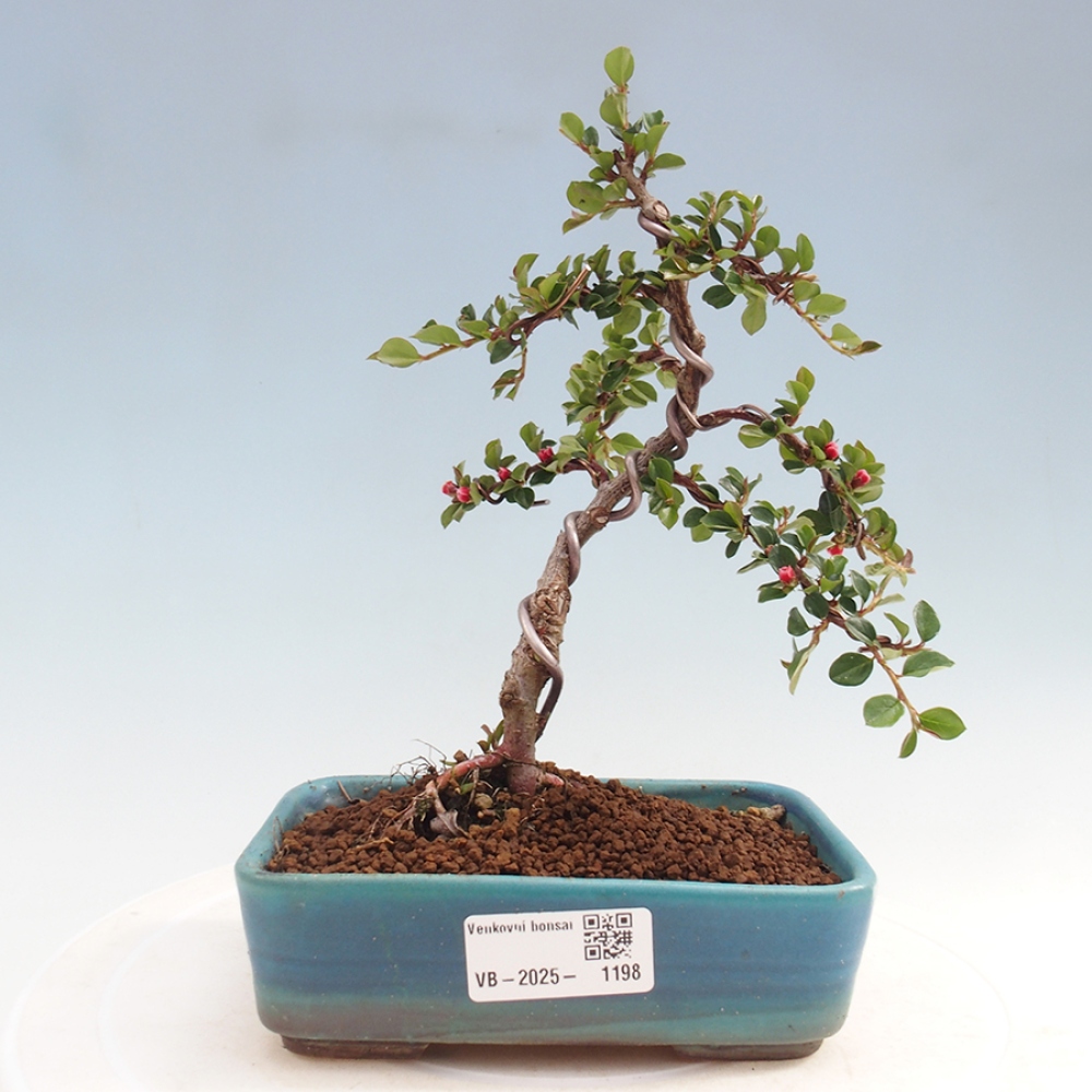Venkovní bonsai-Cotoneaster horizontalis - Skalník