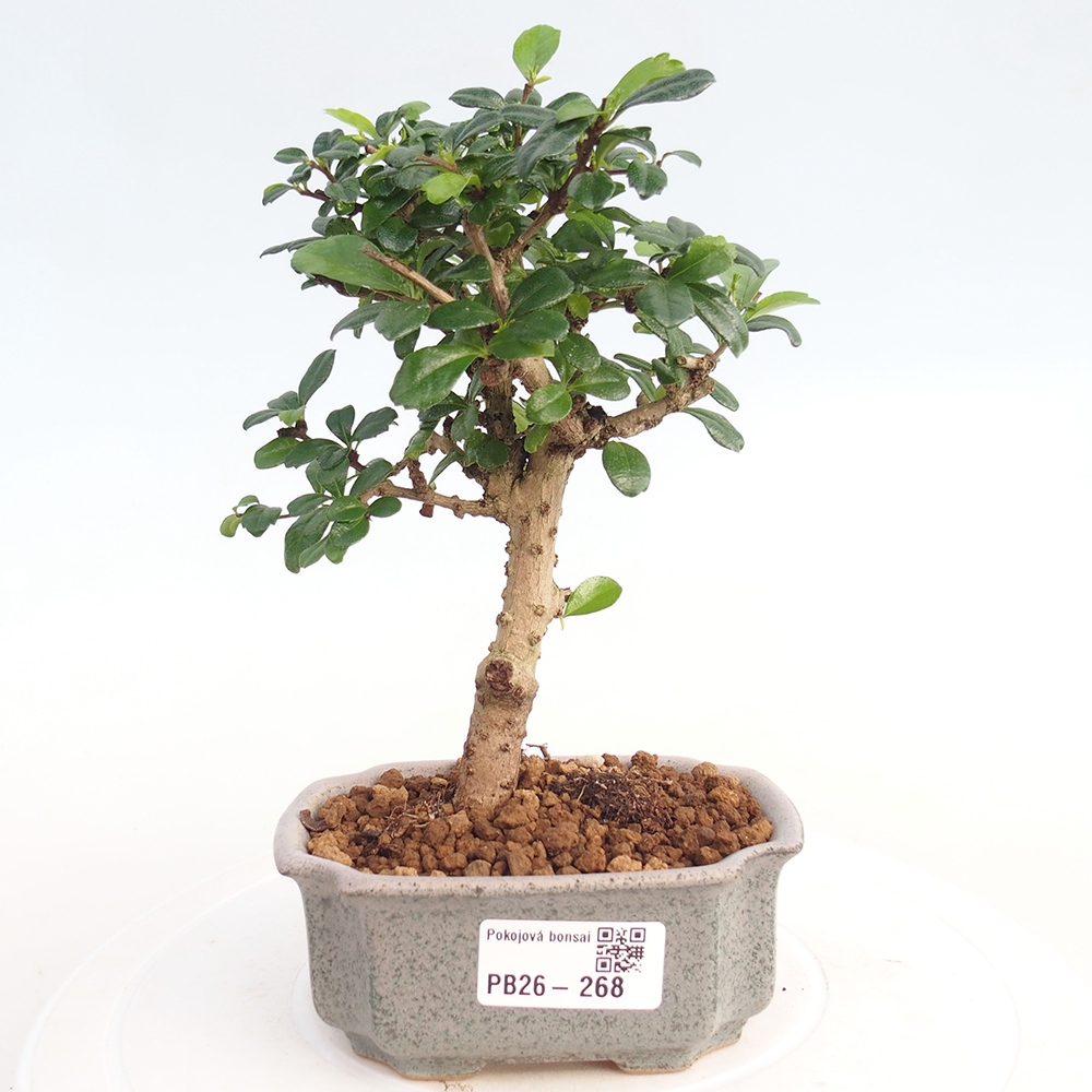 Pokojová bonsai - Carmona macrophylla - Čaj fuki