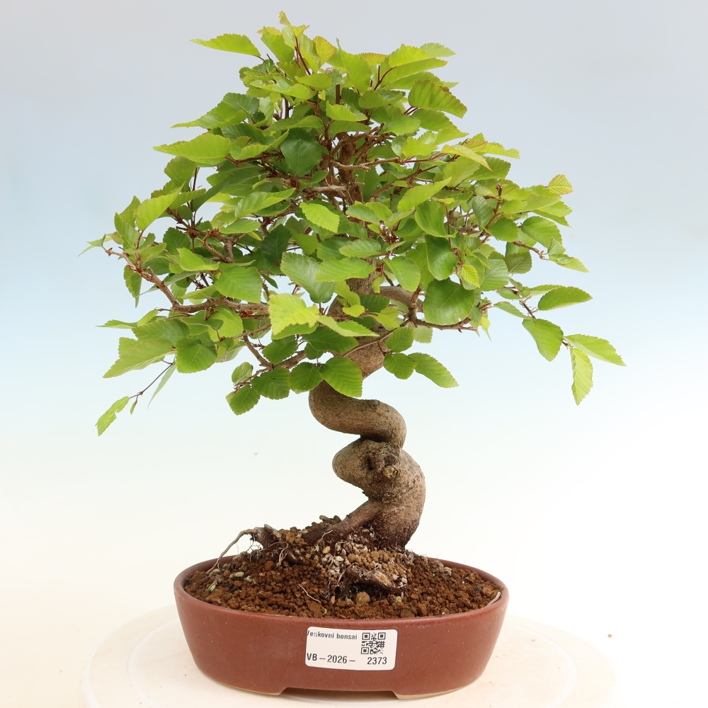 Venkovní bonsai -Carpinus coreana - Habr korejský